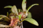 Shortseed waterwort